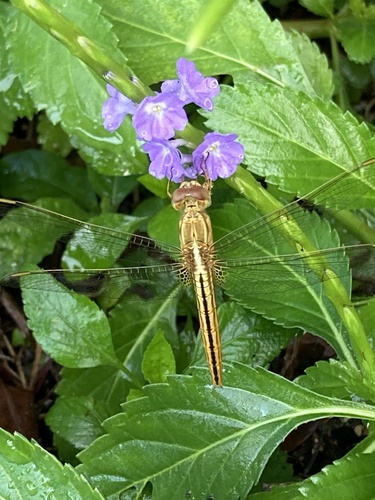 Scarlet Skimmer