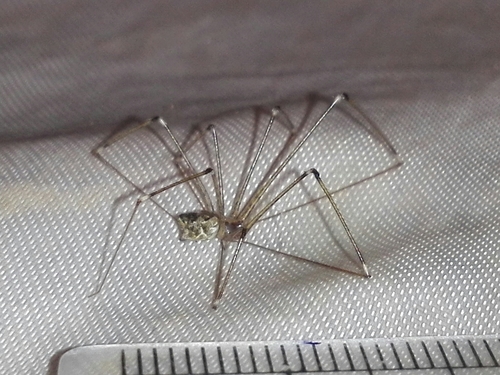 Tailed Cellar Spider