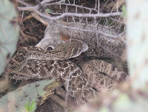 Western Diamond-backed Rattlesnake