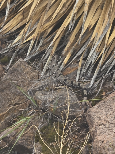 Rock Rattlesnake