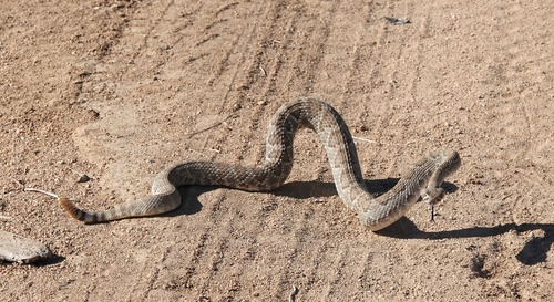 Mojave Rattlesnake