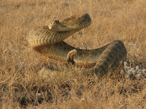 Prairie Rattlesnake