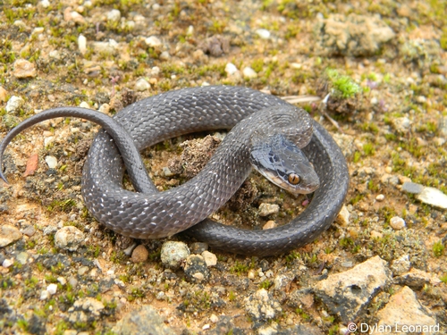 Red-lipped Snake