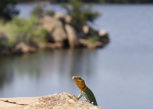 Eastern Collared Lizard