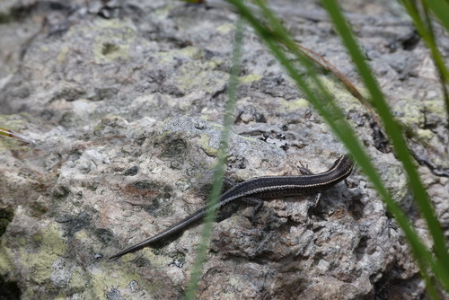 Elegant Snake-eyed Skink