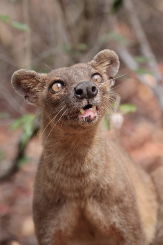 Fossa
