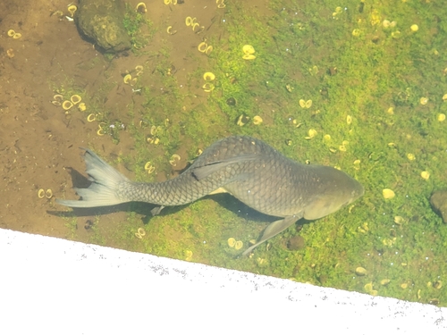 Grass Carp