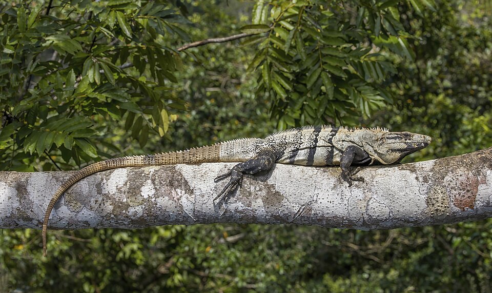 Black Spiny-tailed Iguana