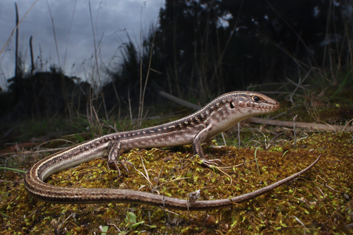 Robust Ctenotus