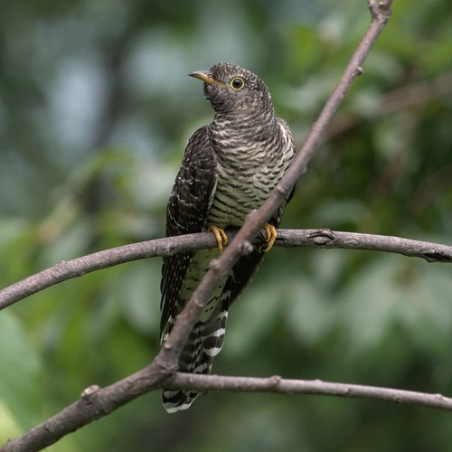 Common Cuckoo