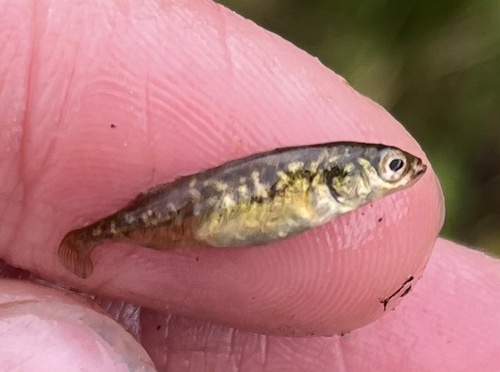 Brook Stickleback