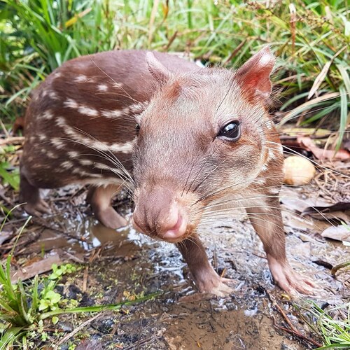 Spotted Paca