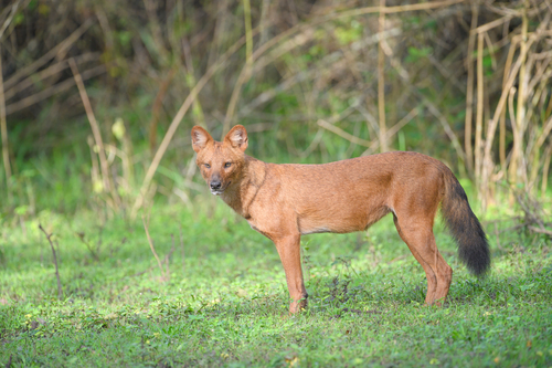 Dhole