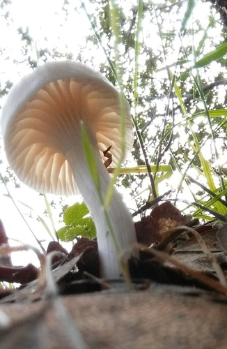 Snowy Waxcap