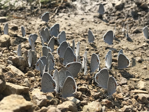Eastern Tailed-Blue