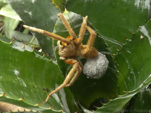 Red-thighed Bromeliad Spider