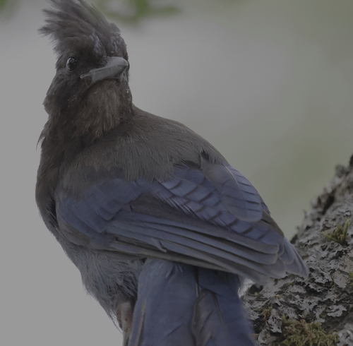 Steller's Jay
