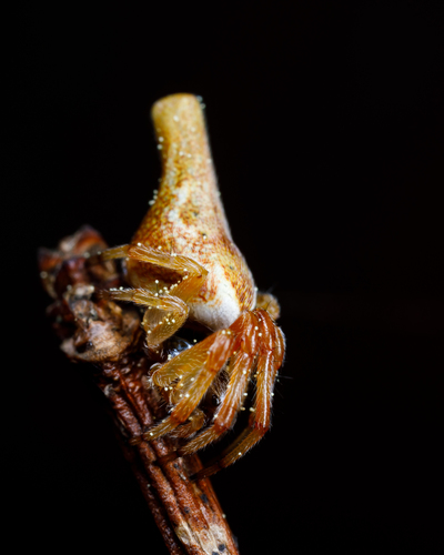 Conical Trashline Orbweaver