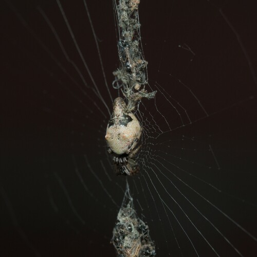 Humped Trashline Orbweaver