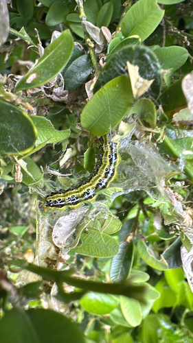 Box Tree Moth