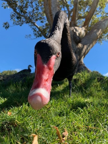 Black Swan