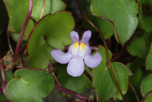Ivy-leaved toadflax