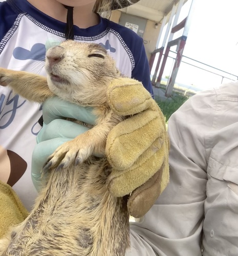 Gunnison's Prairie Dog