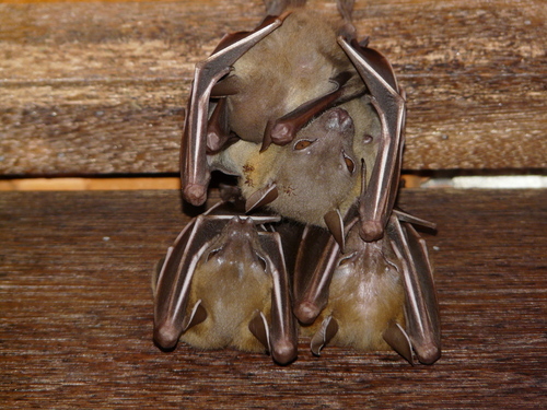 Lesser Short-nosed Fruit Bat