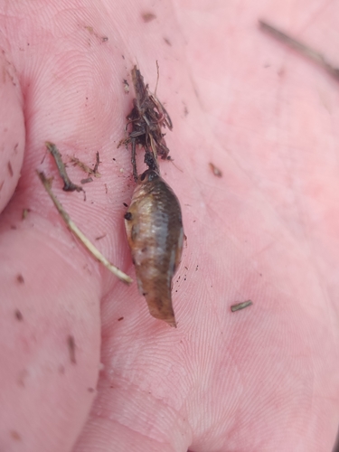 Sheepshead Minnow