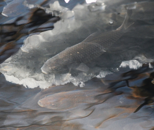 European Carp