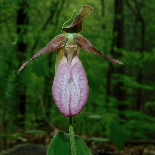 Pink lady's slipper