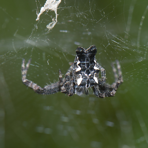Tropical Tent-web Spider