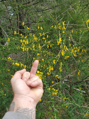 Scotch Broom
