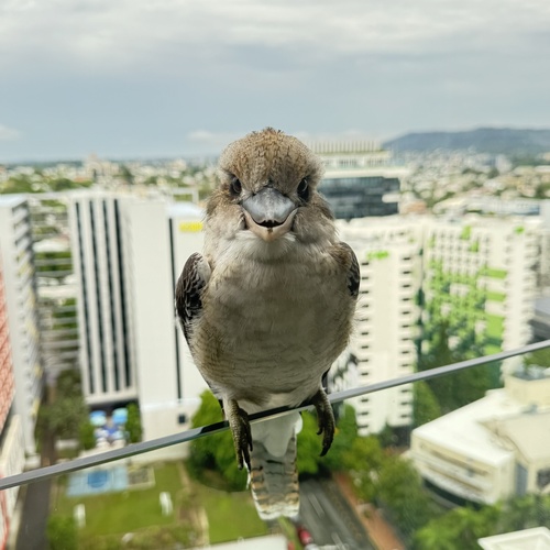Laughing Kookaburra