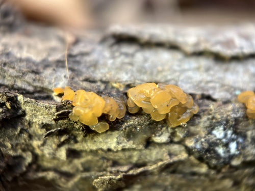 Orange Jelly Spot