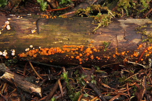 Jelly Spot Fungus
