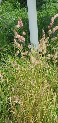 Orchard grass