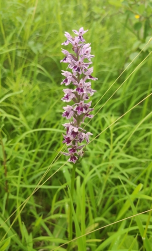 Common Spotted Orchid