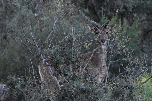 Persian Fallow Deer