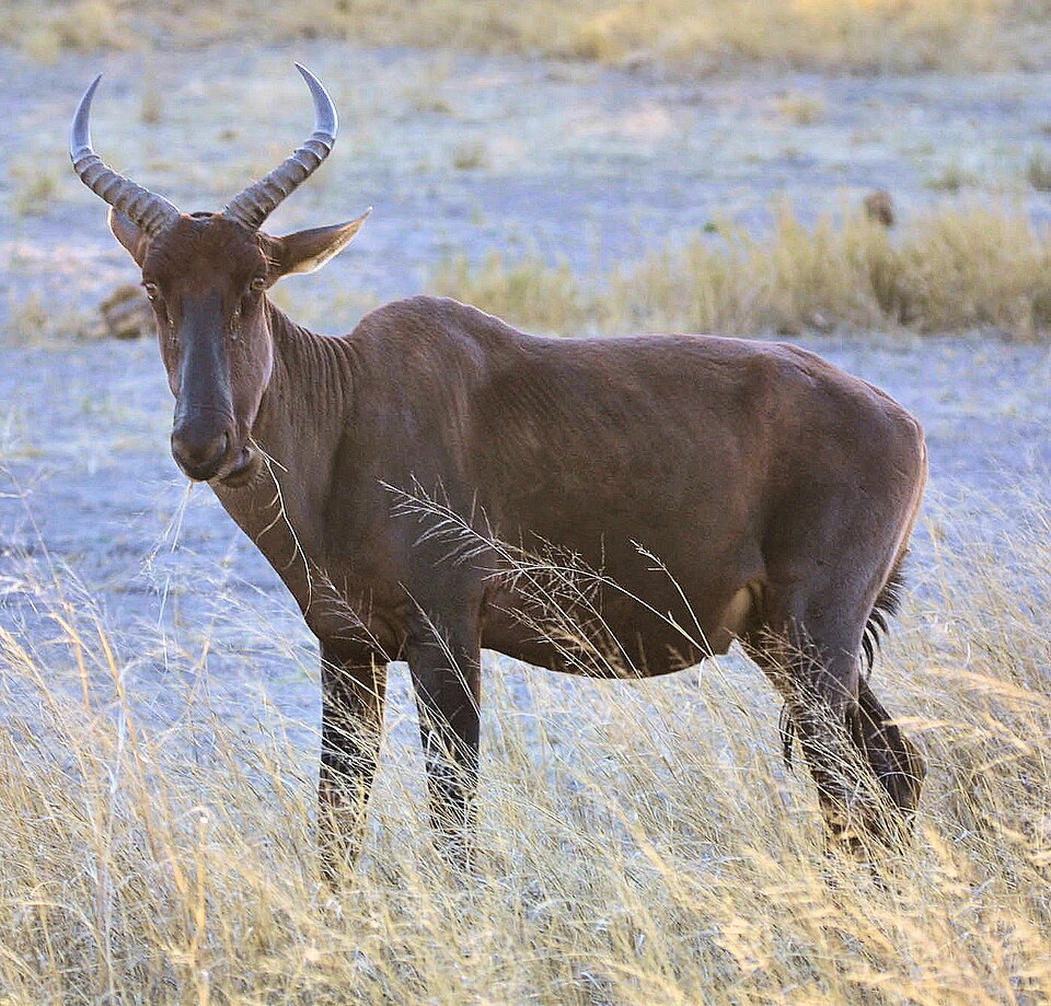Tsessebe
