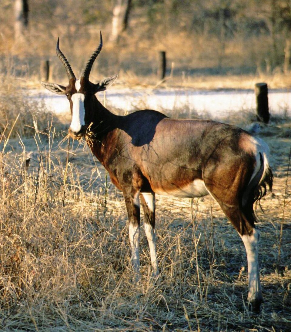 Bontebok/Blesbok