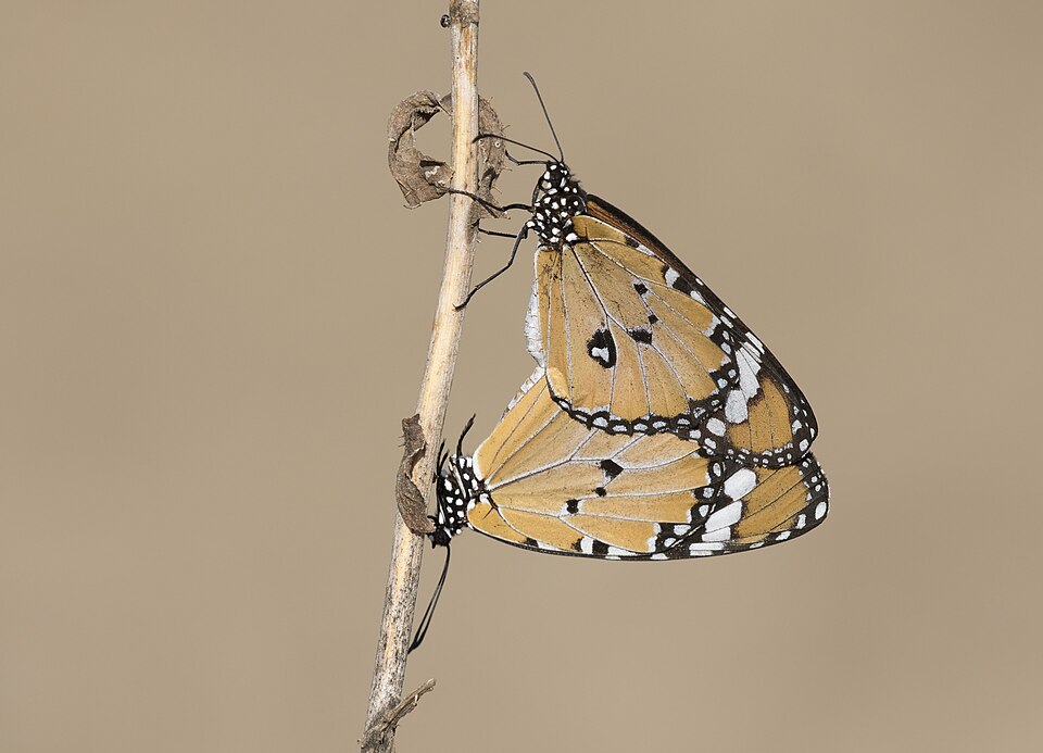 Plain Tiger Butterfly