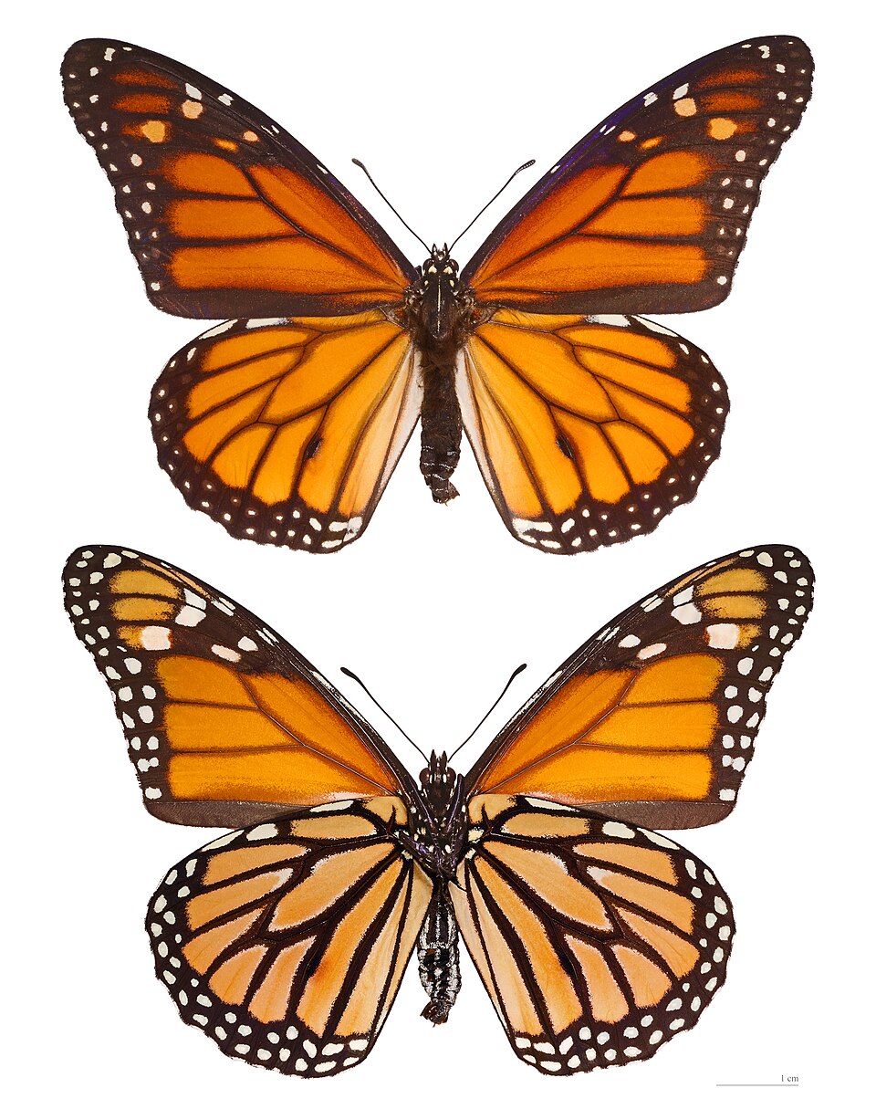 Monarch