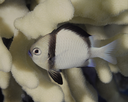 Reticulated Damselfish