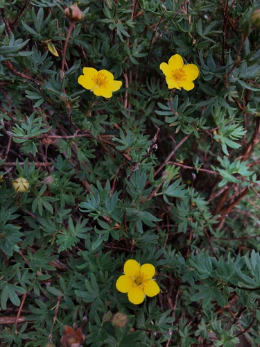 Shrubby cinquefoil