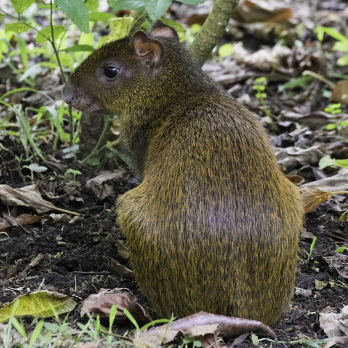 Central American Agouti