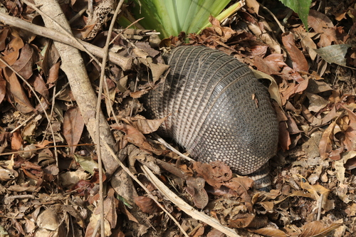 Southern Long-nosed Armadillo