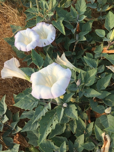 Sacred Datura