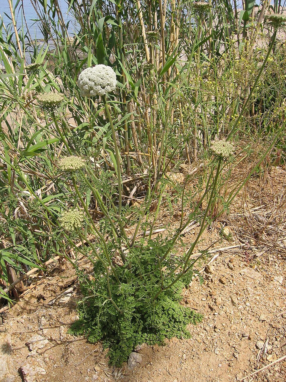 Wild carrot