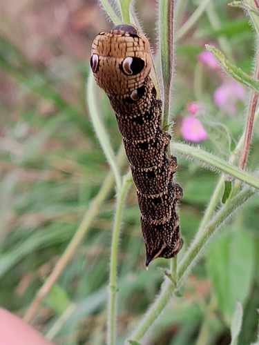 Elephant Hawkmoth